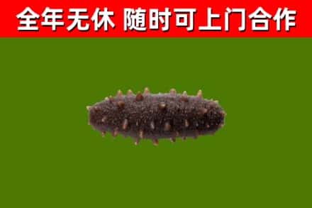 鹤庆烟酒回收干海参.jpg